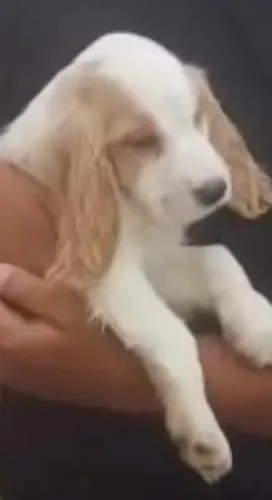 Cocker spaniel ideais para familia 