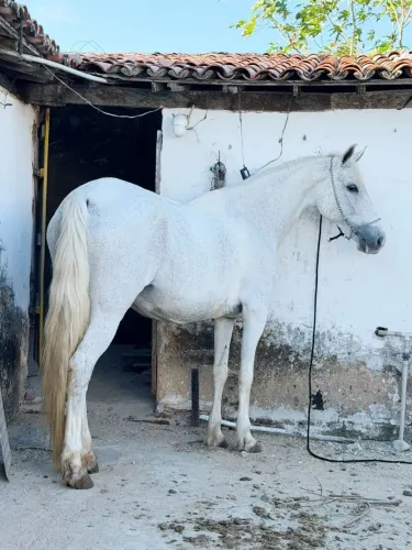 Egua manga larga machador genuína
