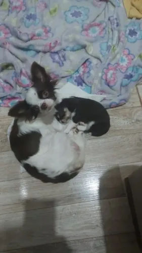 Chihuahuas
