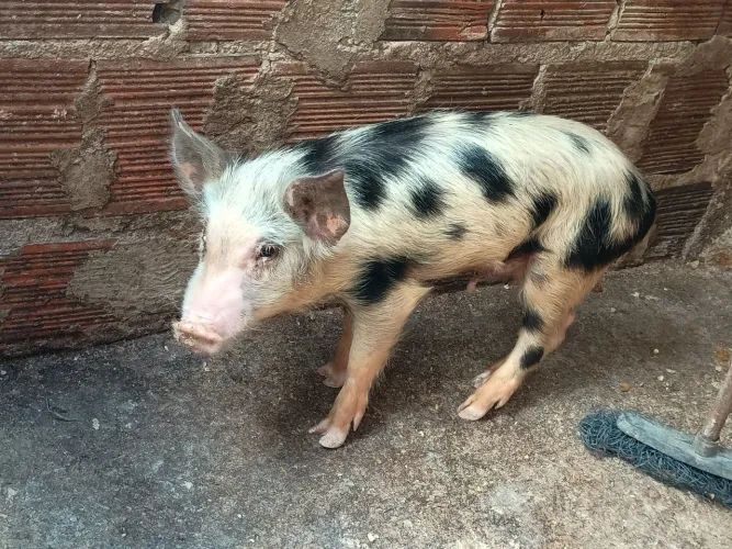 Vendo porco