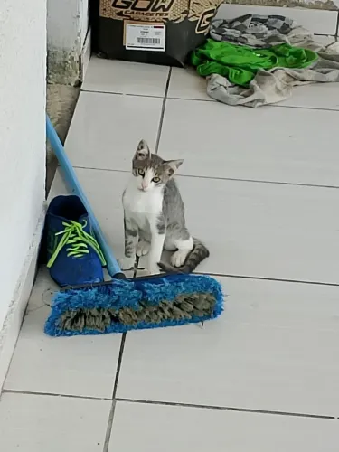 gatinha para adoção