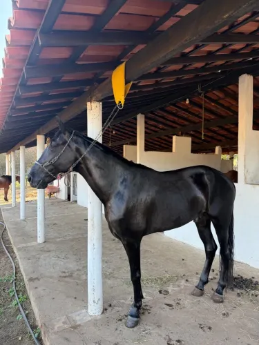 Cavalo Manga Larga marchador 