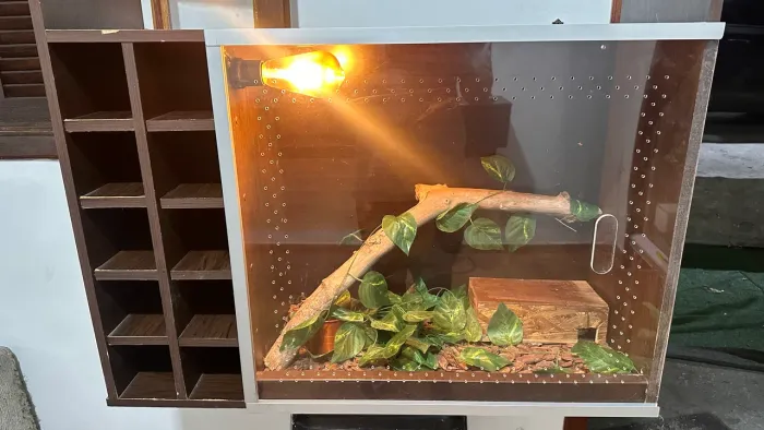 Terrário para répteis
