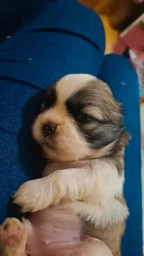Shihtzu 