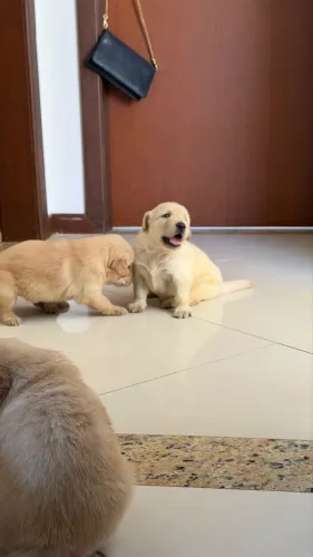 Vendo filhote de golden