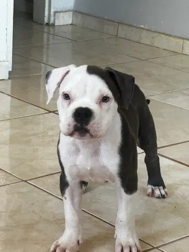 American Staffordshire Terrier