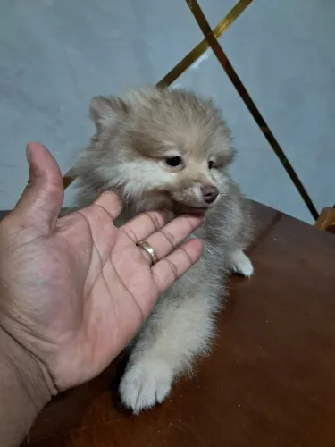 Lulu da Pomerânia