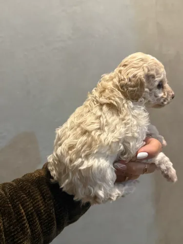 Poodle micro toy macho champanhe