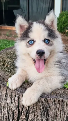 Husky siberiano fêmea pelage wooly 