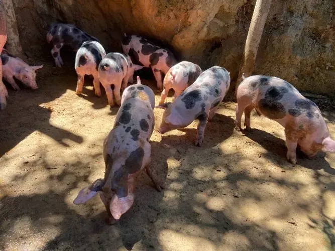 Leitão Pietrain suíno 