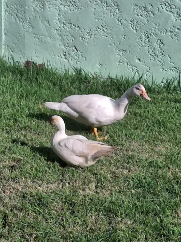 Patos casal