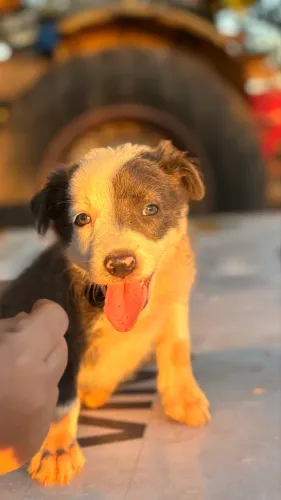 Filhote de Border collie fêmea