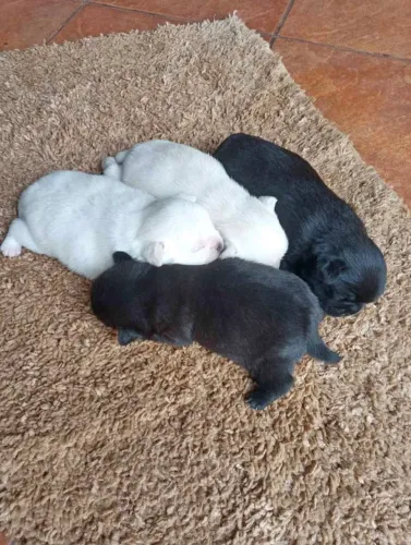 Doação filhote de pug