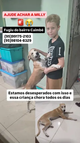 MILLY - PROCURA- SE