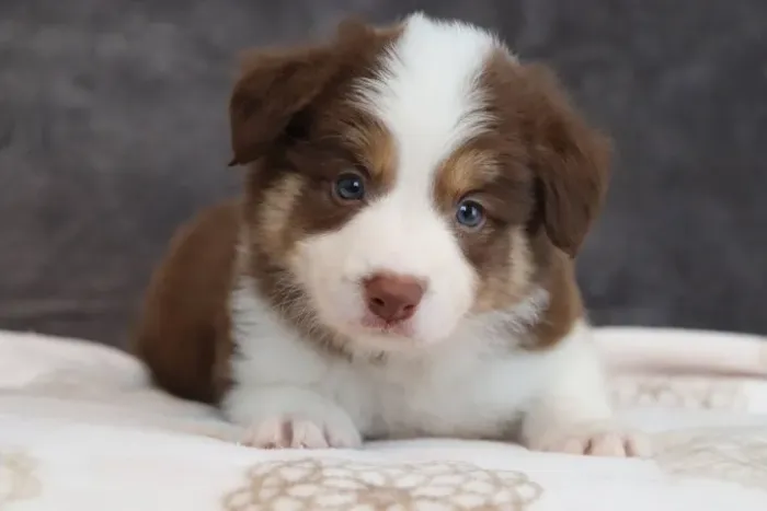 Border collie filhote