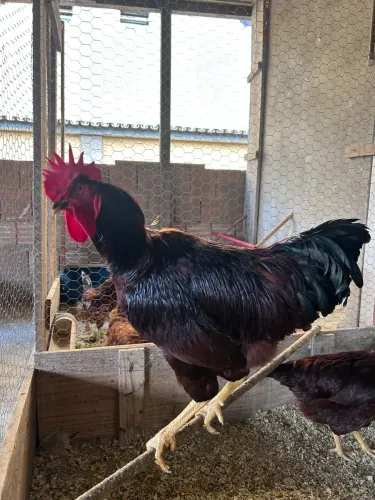 Frangos Rhode Island Red
