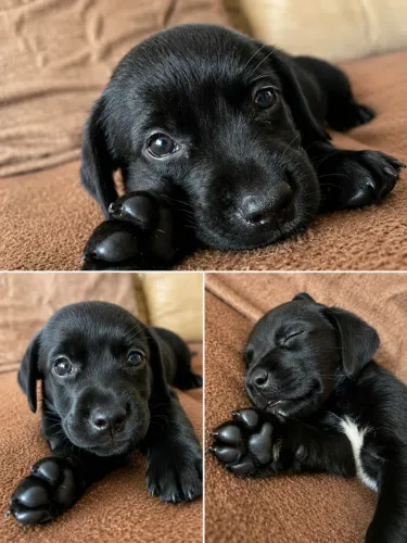 Labrador Americano ( Fêmea )
