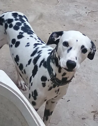 Dalmata macho 