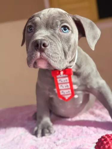 American bully - blue