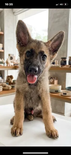 Cachorro pastor alemão 