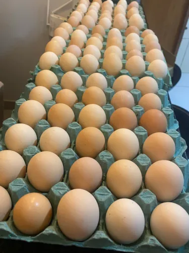 Ovos Caipira