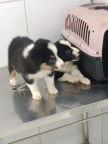 Border collie