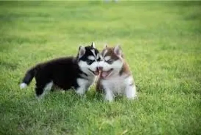 Husky Siberiano "Aventura é meu sobrenome."