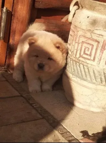 Filhotes de Chow Chow | O verdadeiro significado de parceria.