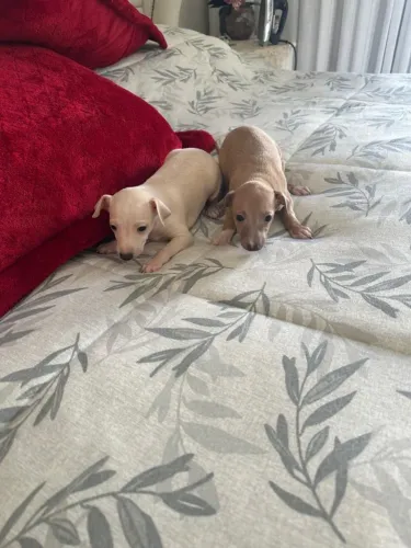 Galgo Italiano disponivel femea