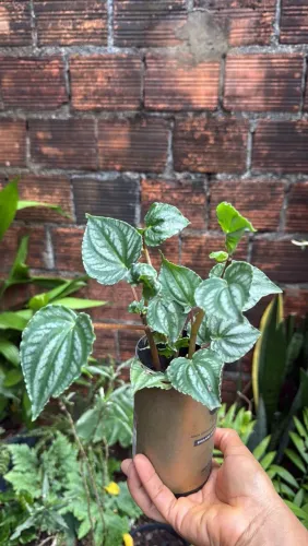 Plantas
