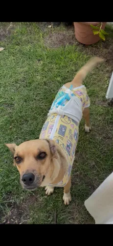 JADE - PARA ADOÇÃO RESPONSALVEL