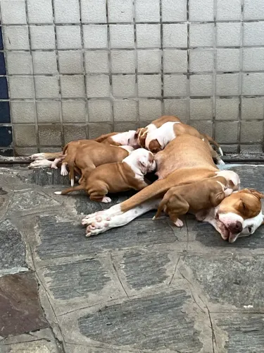 American pit bull terrier
