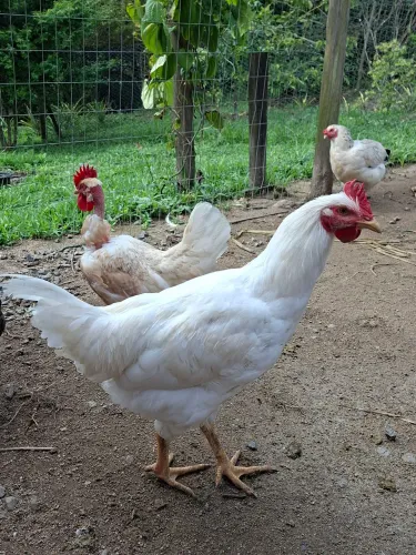 Galo Caipira