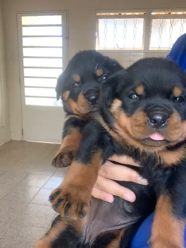 Vendo Rottweiler 