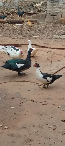 Patas e galinhas