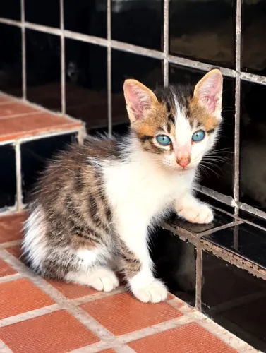 Gatinho filhote - adoção responsável