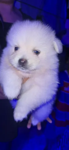 Spitz alemão 3000,00 