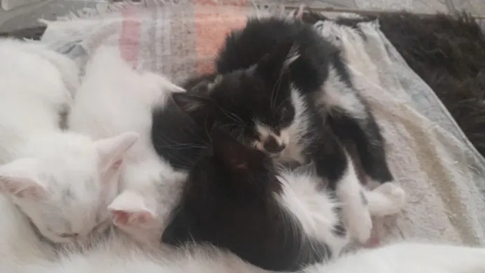 Doa se gatinhos ?