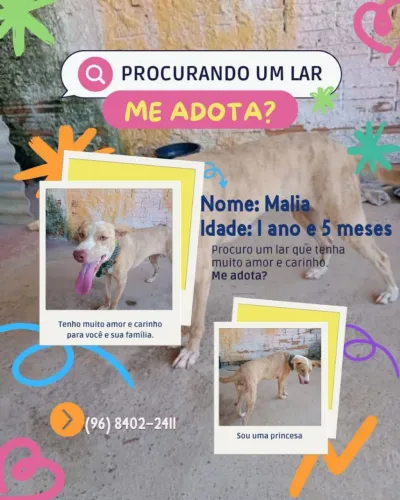 Doando essa cachorrinha