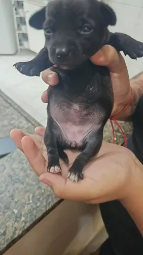 Cachorra fêmea pinscher