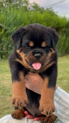 Rottweiler Um amigo fiel pronto para fazer parte da sua vida