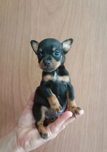 Pinscher 00
