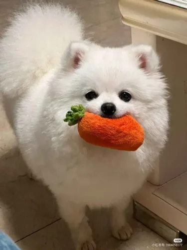 Filhote spitz alemão, Seus dias nunca mais serão os mesmos depois de um filhote!