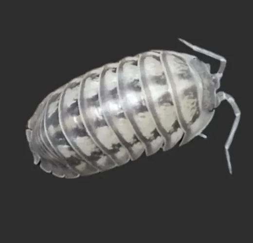Biscleta