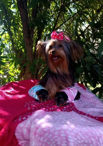Yorkshire Terrier fêmea Mini com Pedigree 