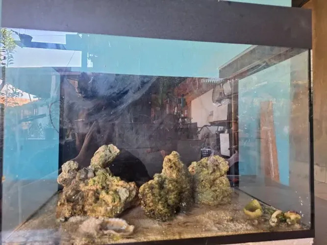 AQUÁRIO MARINHO 70L COM SUMP TRASEIRO, pedras, substrato e bomba incluso.