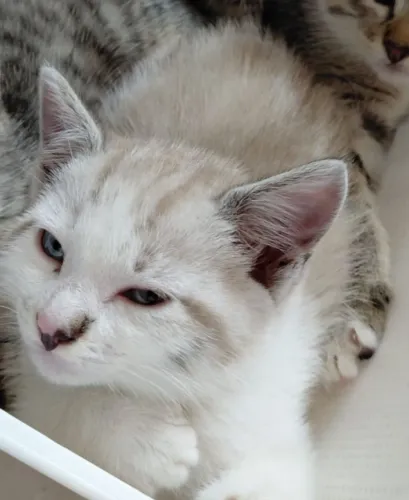 Doação de lindo gatinho de 60 dias