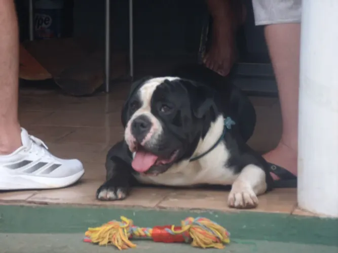Filhote de buldogue campeiro 