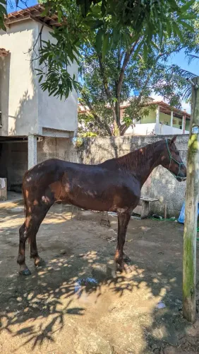 Cavalo marcha picada 