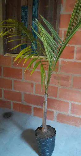 Palmeira Real 